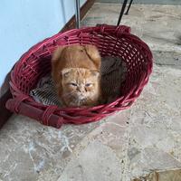 Cucciolo Gattino red tabby , foldex