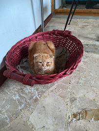 Cucciolo Gattino red tabby , foldex