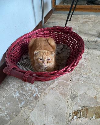 Cucciolo Gattino red tabby , foldex