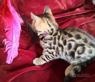 Cuccioli gatto bengala