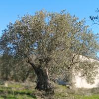 Manutentore di proprietà agricola e villa