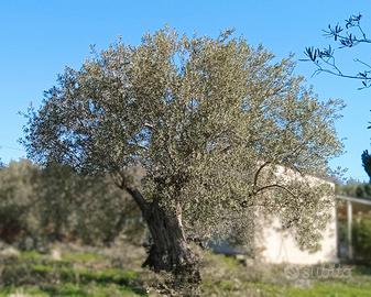 Manutentore di proprietà agricola e villa