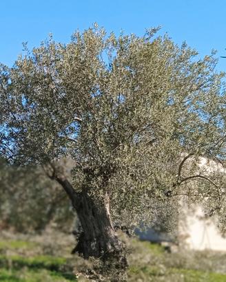 Manutentore di proprietà agricola e villa