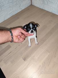 Chihuahua Toy mini maschio