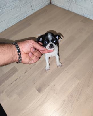 Chihuahua Toy mini maschio