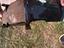 Immagine 4