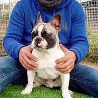 Bulldog francese cucciolo con pedigree ENCI