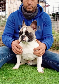 Bulldog francese cucciolo con pedigree ENCI