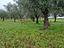 Immagine 9