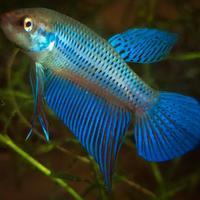 Betta smaragdina Khokaen