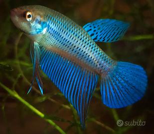 Betta smaragdina Khokaen