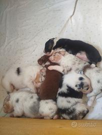 Cucciolo pastore australiano