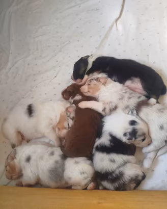 Cucciolo pastore australiano