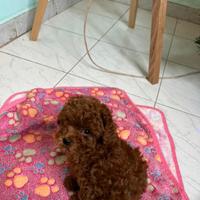 Cucciola Barboncino mini toy