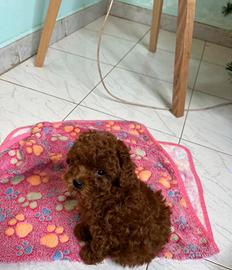 Cucciola Barboncino mini toy