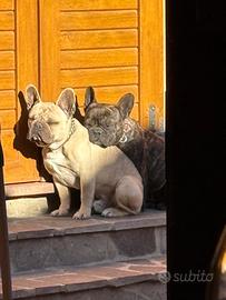 Bulldog francese