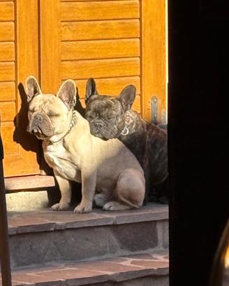 Bulldog francese