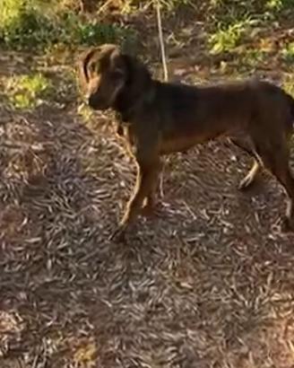 Segucia maremmana da cinghiale