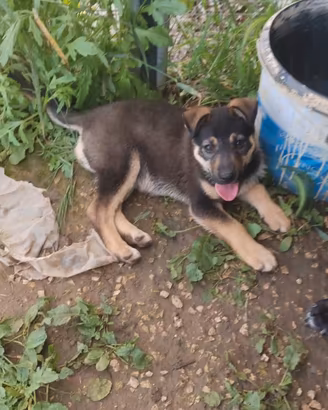 Stupendi cuccioli maschi femmine
