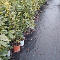 piante Lauro Cerasus v18