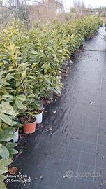 piante Lauro Cerasus v18