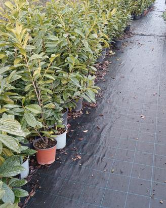 piante Lauro Cerasus v18