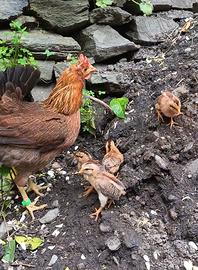 Gallina Siciliana Pulcini