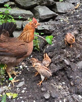 Gallina Siciliana Pulcini