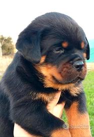 Rottweiler cuccioli