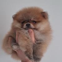 Orsachiotti di pomerania con pedigree ENCI