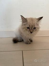 Gattino tipo Siberinao