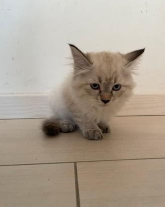 Gattino tipo Siberinao