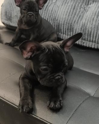 Bulldog francese total black , Blu,disponib.eur500