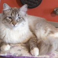 Cuccioli gatto siberiano