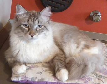 Cuccioli gatto siberiano