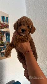 Cucciola di barboncina