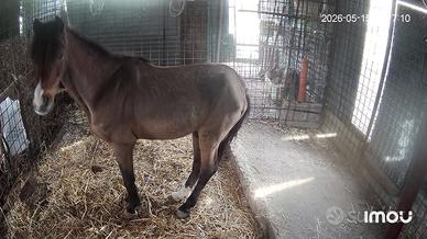 cavallo castrone