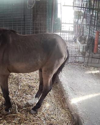 cavallo castrone