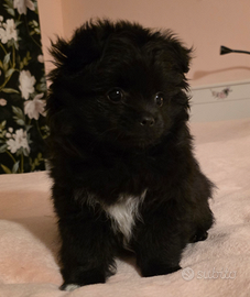 Cucciola Pomchi Pomerania Chihuahua