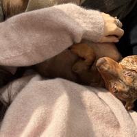 Bassotto Arlecchino Cioccolato per Monta Pedegree