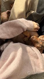 Bassotto Arlecchino Cioccolato per Monta Pedegree