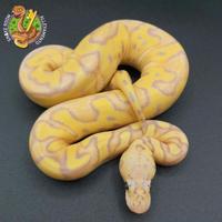 Pitone reale baby femmina Banana Pastel Clown