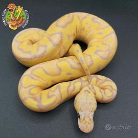 Pitone reale baby femmina Banana Pastel Clown