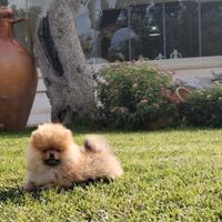 Spitz di Pomerania con pedigree