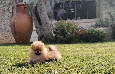 Spitz di Pomerania con pedigree