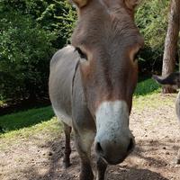 Asino maschio intero di 6 anni