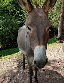 Asino maschio intero di 6 anni