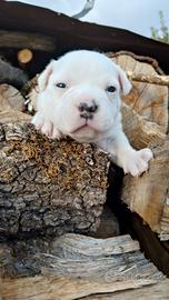 Staffy Staffordshire bull terrier