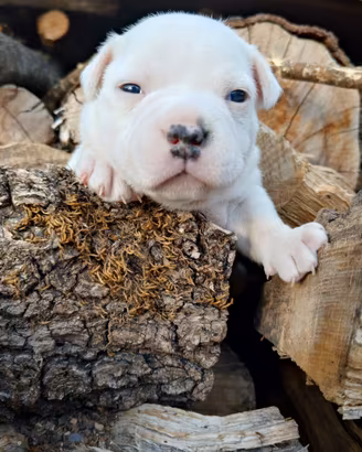 Staffy Staffordshire bull terrier