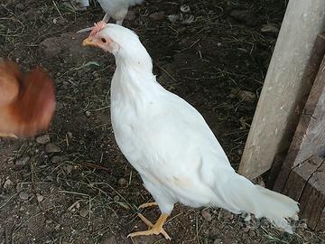 Galline